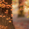 杉の木 香る秋