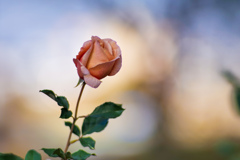 麗しく艶やかに