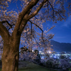 街の灯りと丘桜