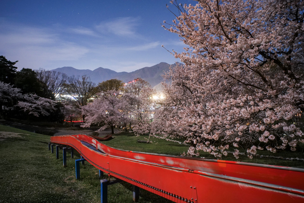 夜桜と赤い滑り台
