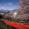夜桜と赤い滑り台