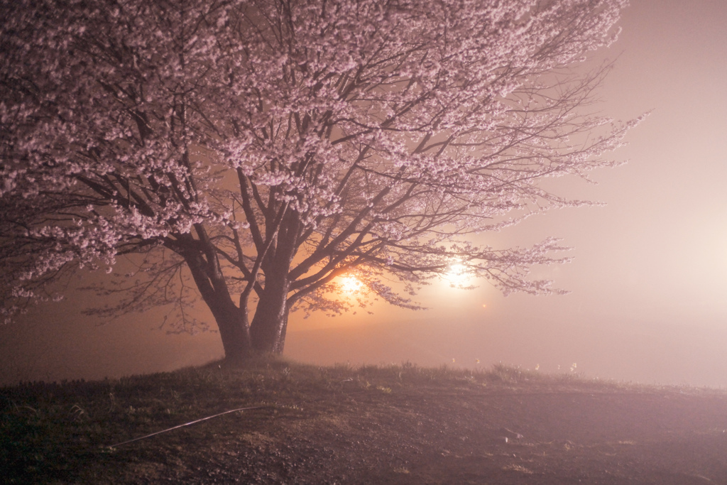 幻像の桜