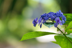 時忘れの紫陽花