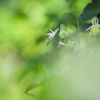 黄花は咲く