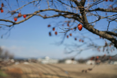 残された秋の味