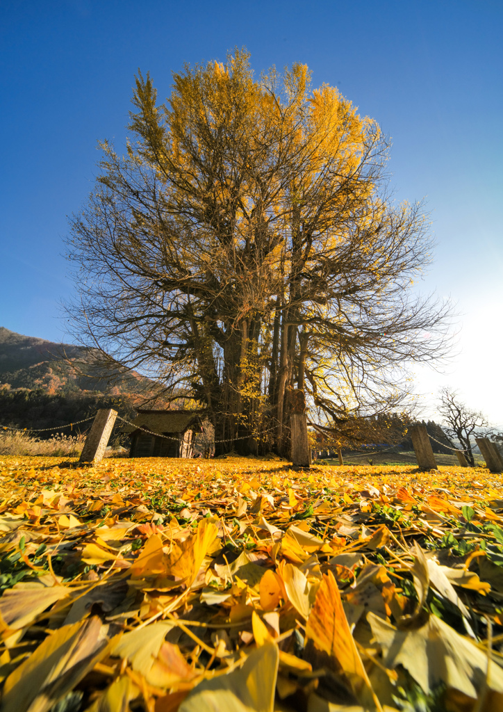 大きなイチョウの黄色い絨毯