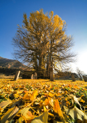 大きなイチョウの黄色い絨毯