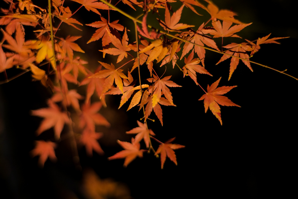 12月に生きる