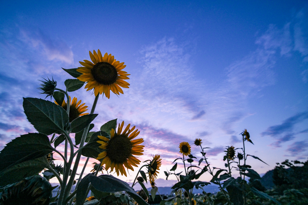 台風一過に晴れは咲く