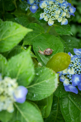 紫陽花とカタツムリ