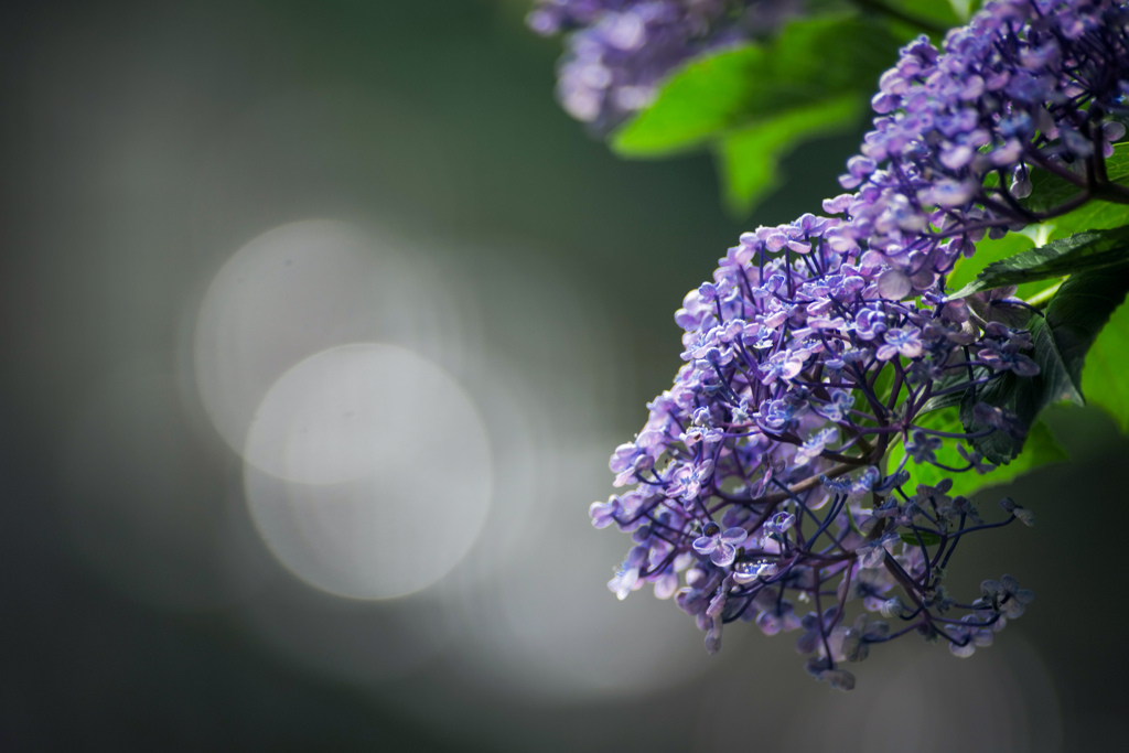 光輝する七月の花