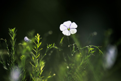 透花