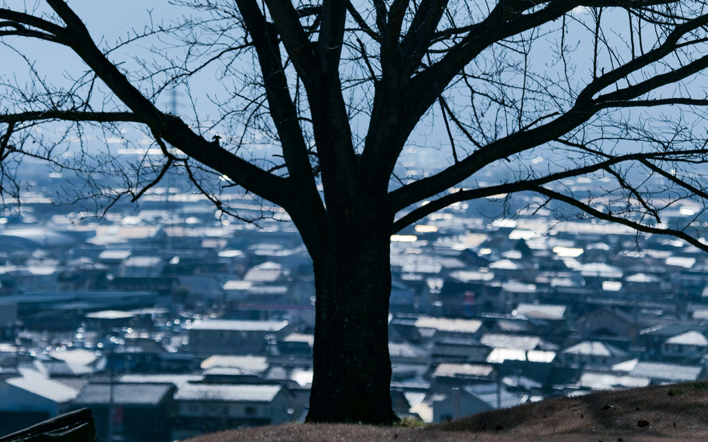 丘の上の桜