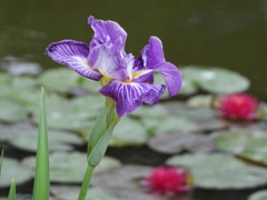 引地研介の水辺に咲く一輪の花