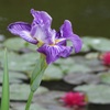 引地研介の水辺に咲く一輪の花