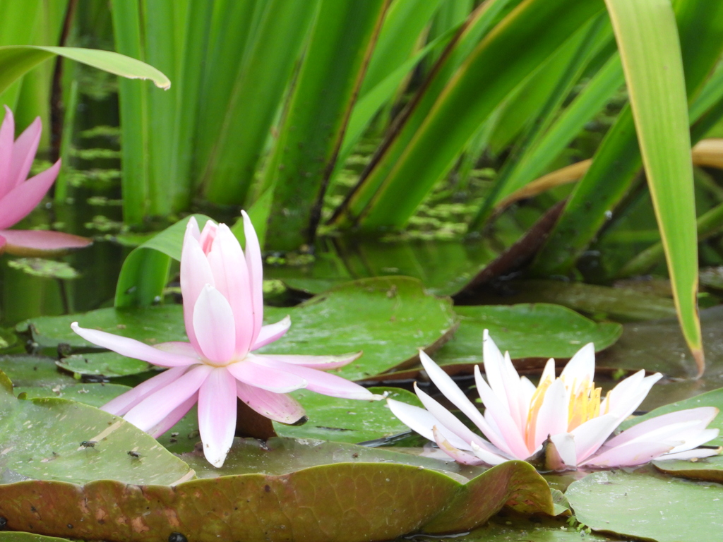 水上に咲く可憐な花