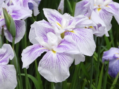 引地研介と花園に咲くきれいな花