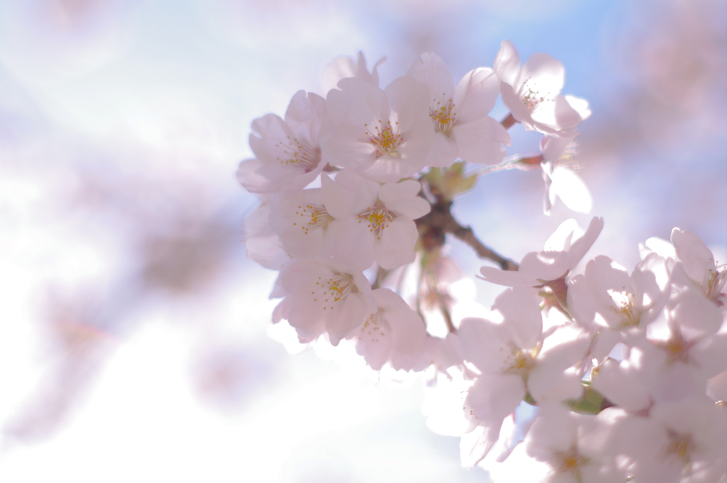 桜