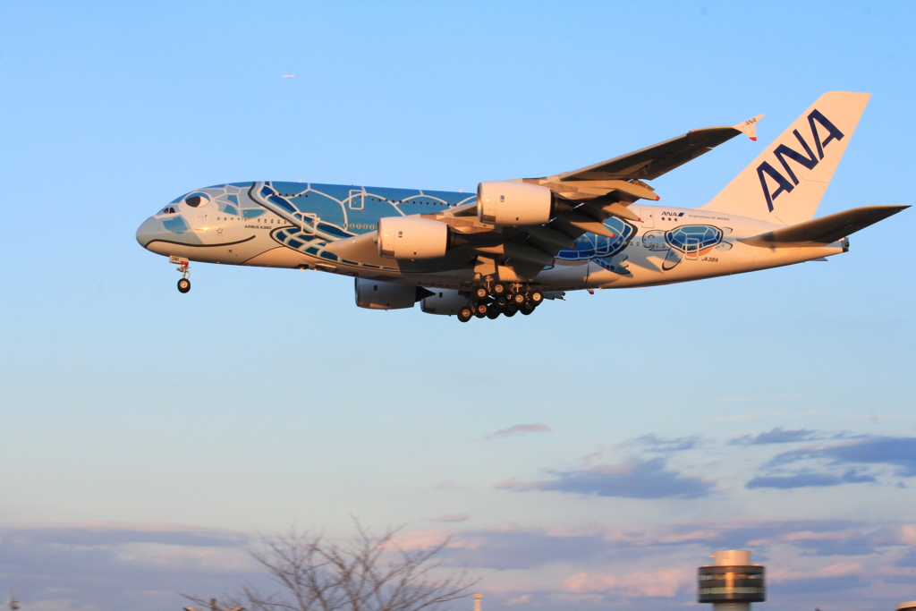 成田空港　ひこうきの丘　A380遊覧飛行　着陸　