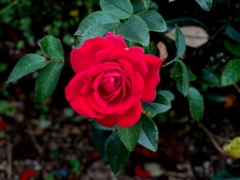 E548149D-9474-4F7E-8FE2-11CC80F50050