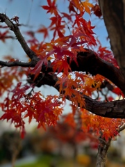 紅葉その2