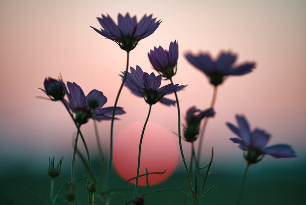 秋桜
