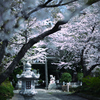 桜参道