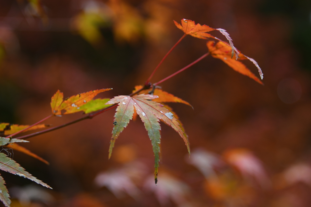 小國神社_紅葉②