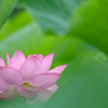 hasu