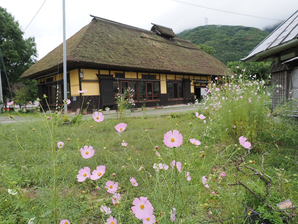 里の秋桜