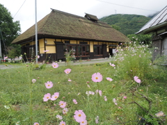 里の秋桜