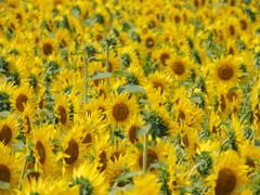 100万本の中の君