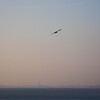 大空に舞う