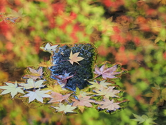 紅葉するせせらぎ
