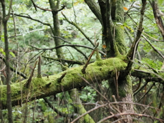 永遠の森