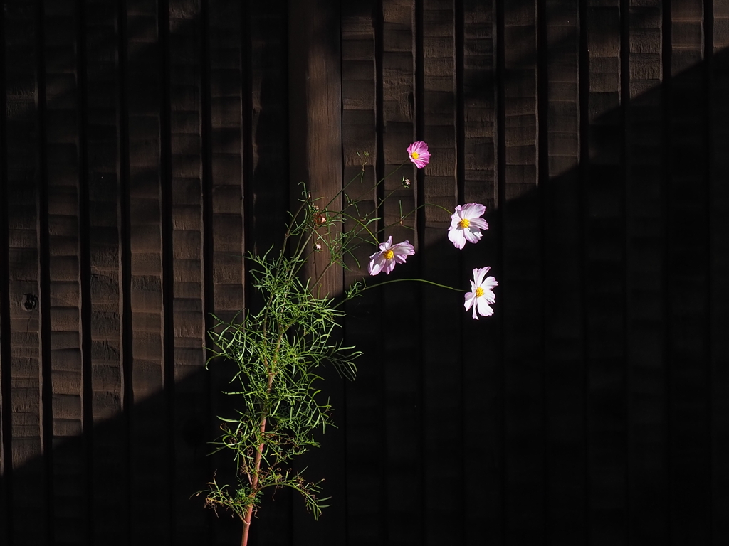 影が迫る中、咲く。
