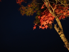 紅（KURENAI)