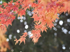 12月の淡い紅葉