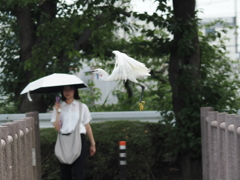 飛び立つ鳥と動じない女②