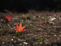 地上に舞い降りた紅もみじ