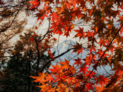 紅葉もみじ雪崩富士