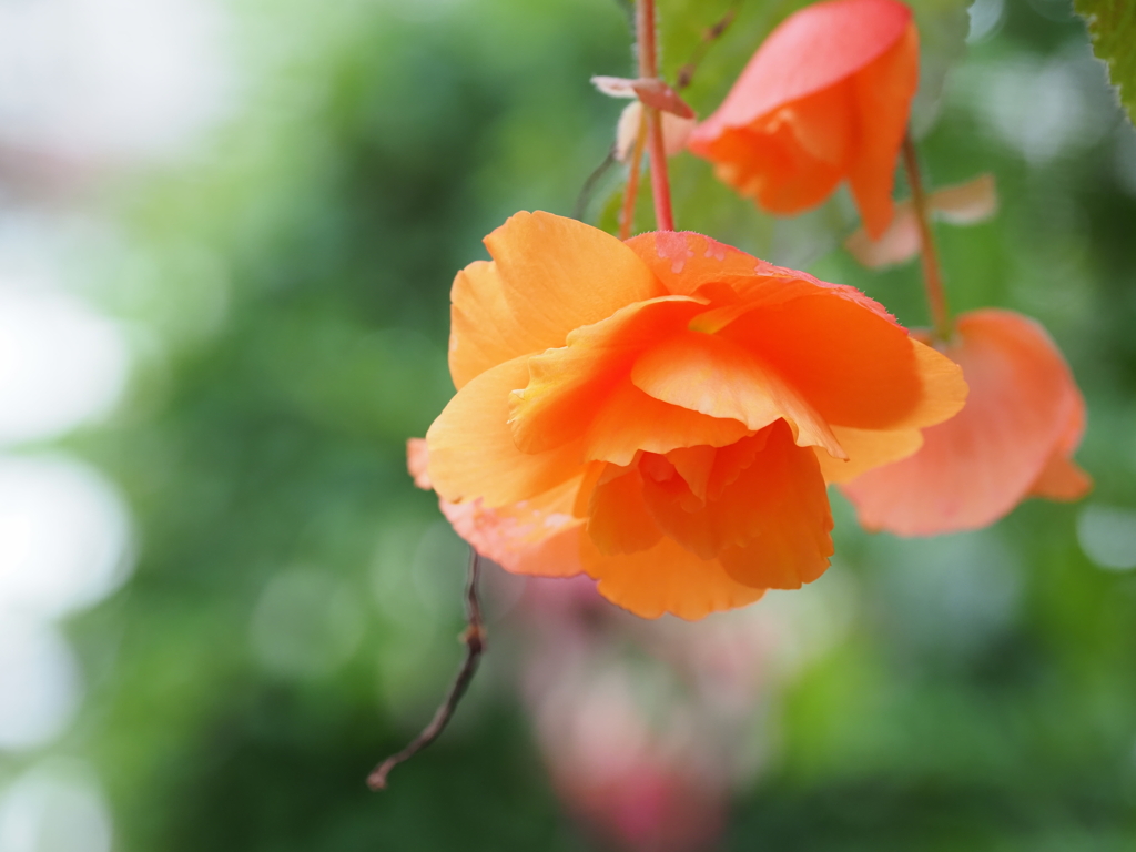 時には花を…