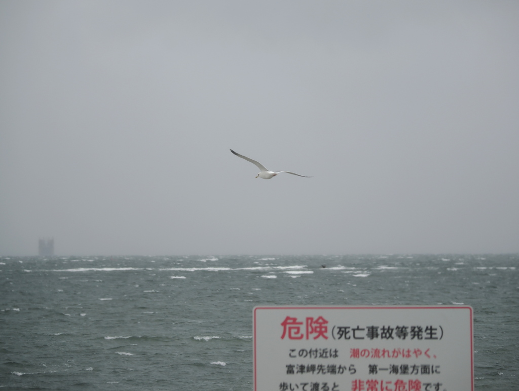 私、飛べますので。