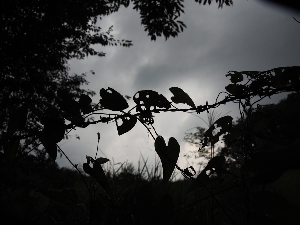 有刺鉄線を利用する生命