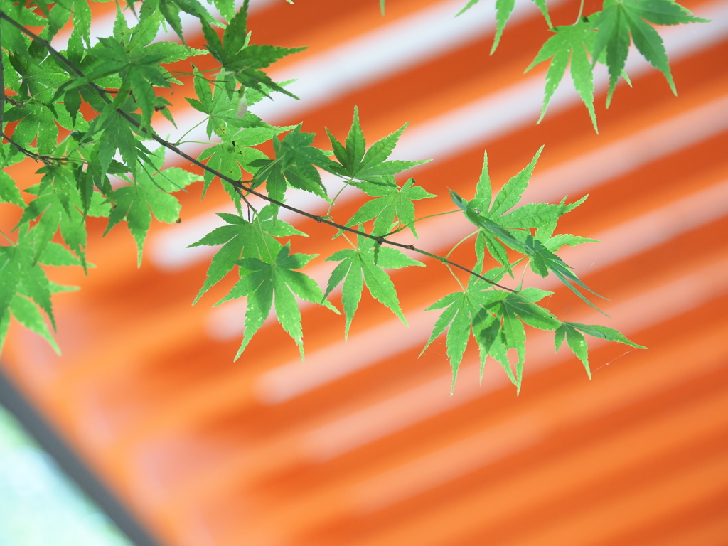 生命（いのち）