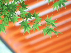 生命（いのち）