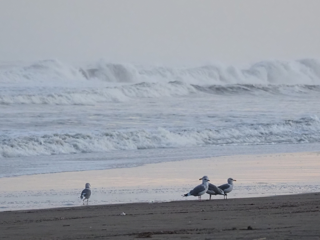 荒波と海鳥