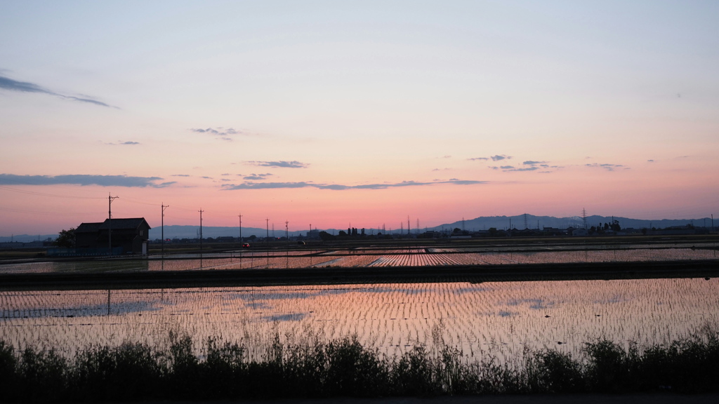 水田に映る夕焼け