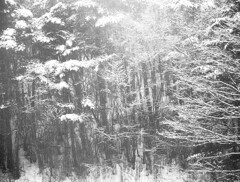 monochrome forest