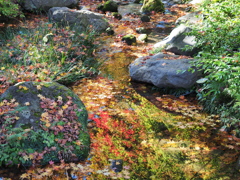 紅葉するせせらぎ
